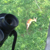 ked vam srnec chodi pod posed