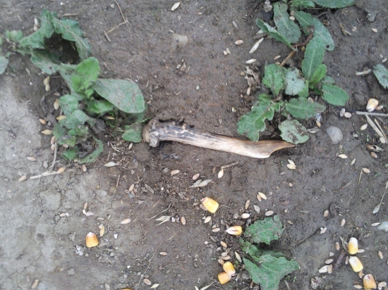 len tak si tam lezal