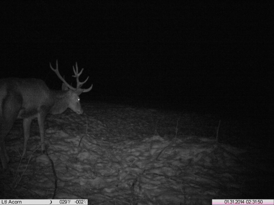 kolko rokov by ste mu dali  ??