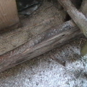 dnes rano pri krmelci