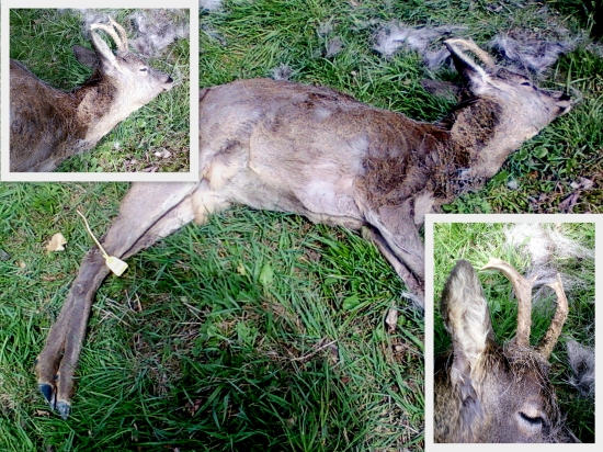 Touha po svobodě jej zabila..