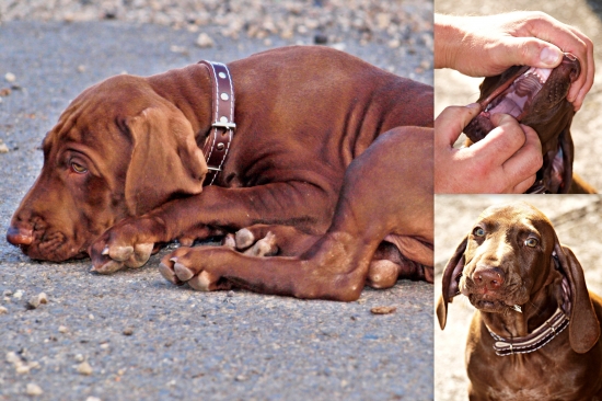 ZERO, nová posila Nýderland týmu..