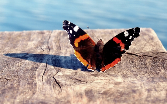 Ve vlastním stínu..