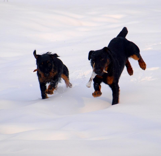 Astra + Aran spod Šomodé