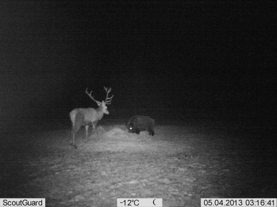 Hlad je hlad...(diviak s jeleňom)