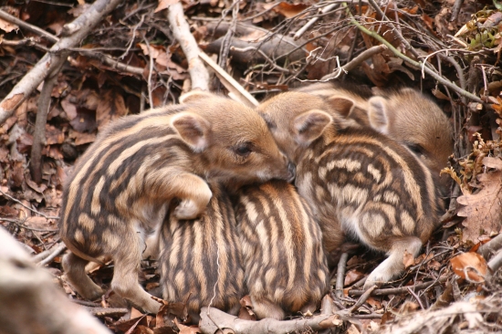Už jsou na světě-únorový markazíni