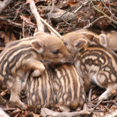 Už jsou na světě-únorový markazíni