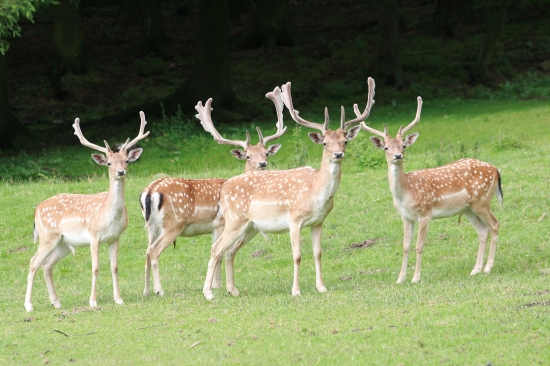 Daňci na Vysočině