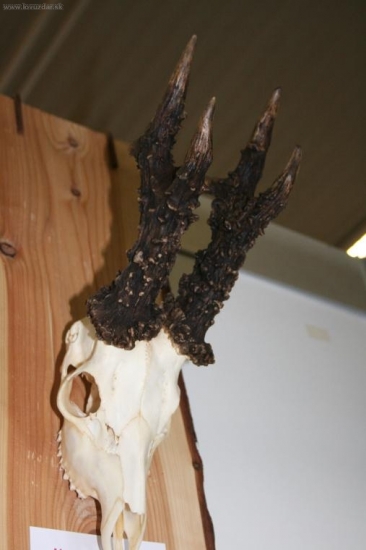 Srnec Slovenské republiky 214,10 body CIC