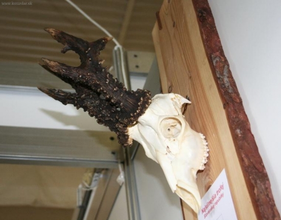 Srnec Slovenské republiky 214,10 body CIC