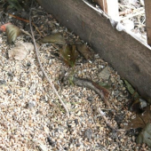 Dnes ráno v zásypu :-)