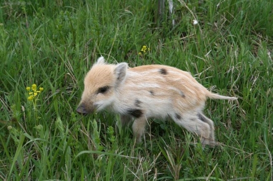 Poslední selátko