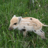 Poslední selátko
