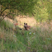Bachyně se selatama