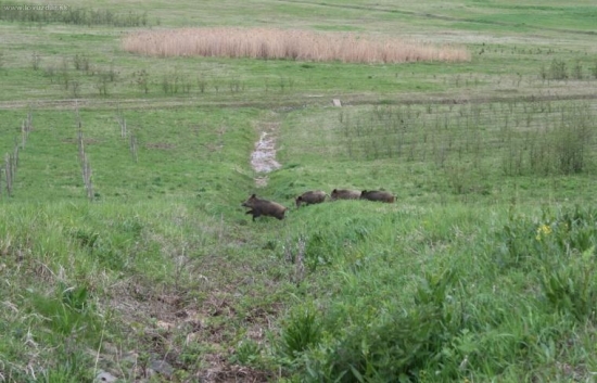 Bachyně a 17 selat