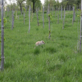 selátko