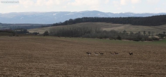Dančí