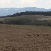 Dančí