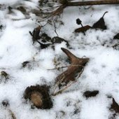 Kamarádův shoz nalezený 31.12.