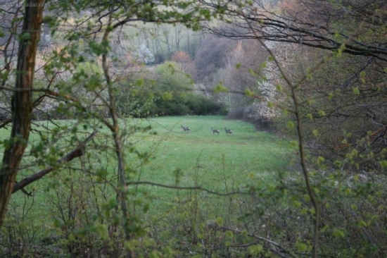 Rodinka