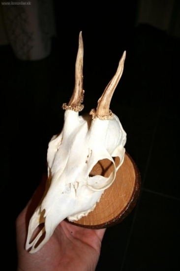 úhyn 2008 - zažívání