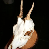 úhyn 2008 - zažívání