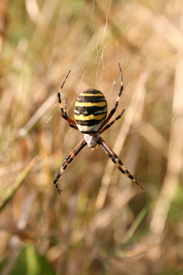 Křižák Pruhovaný