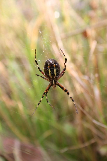 Křižák Pruhovaný