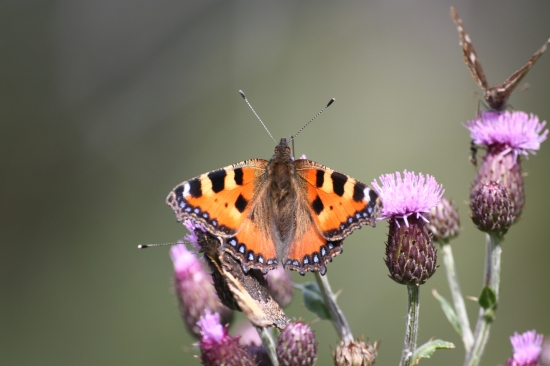 Babočka kopřivová