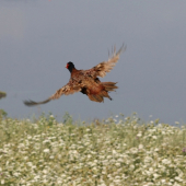 Letící bažant