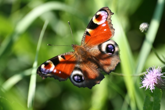 Babočka paví oko