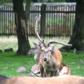 Rarita v oboře Mstišov