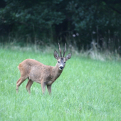 Včerejší úlovek:-)