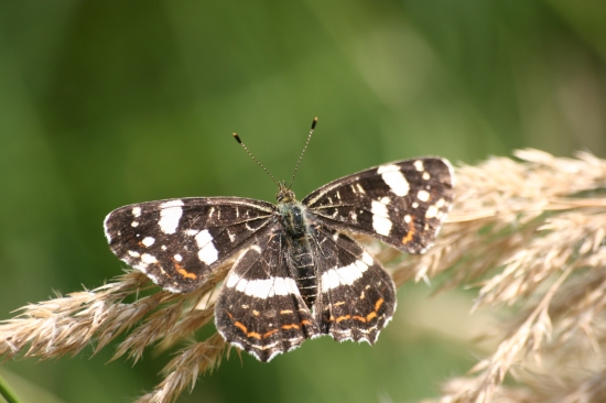 Babočka síťkovaná
