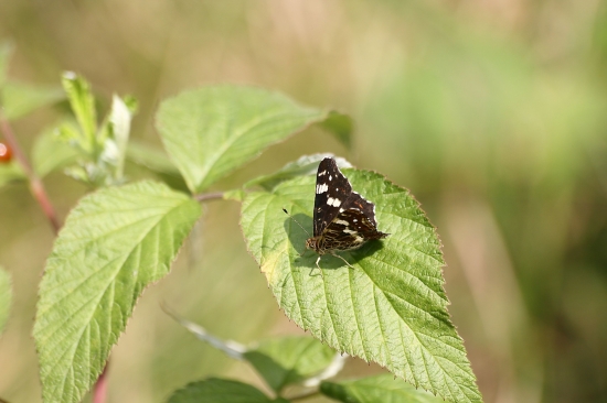 Babočka síťkovaná