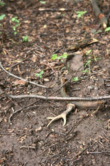 Včerejší nález kousek od zalehlého srnce
