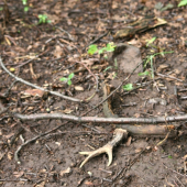 Včerejší nález kousek od zalehlého srnce