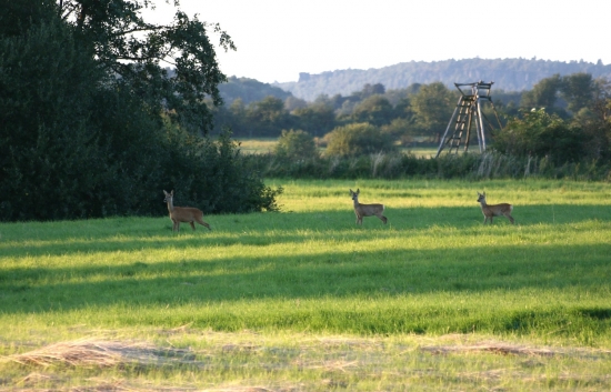 Srna a dvě srnčata