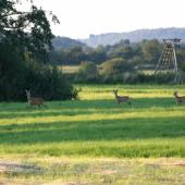 Srna a dvě srnčata
