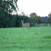 Srna v podvečer