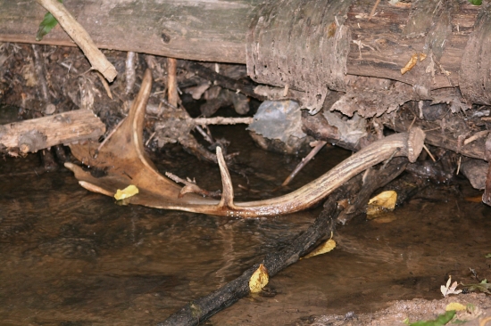 Včerejší nález v potoce