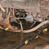 Včerejší nález v potoce