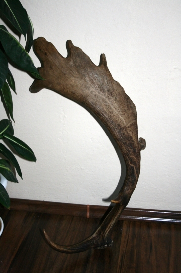 Můj první dančí shoz:-)