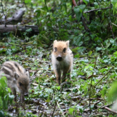 Markazíni u slaniska