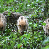 Markazíni u slaniska