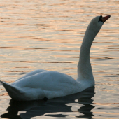 Labuť při západu slunce