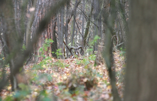 Odpočívající mufloní beran