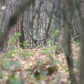 Odpočívající mufloní beran