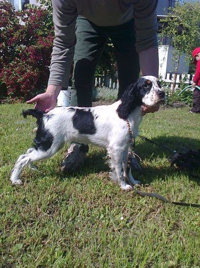 Asta z Čečole (ZARA)