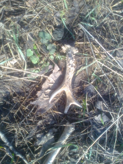 stary,ale aj ten potešil